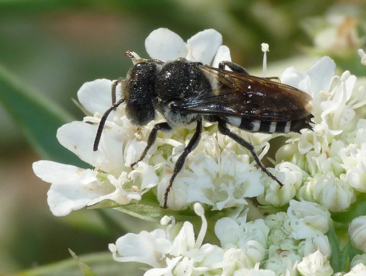 Coelioxys sp.